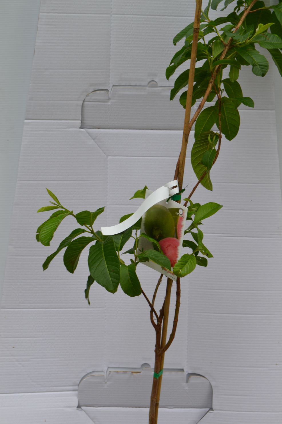 Guayabo ''Rosa''